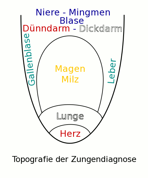 Topografie der Zunge bei der Zungendiagnose